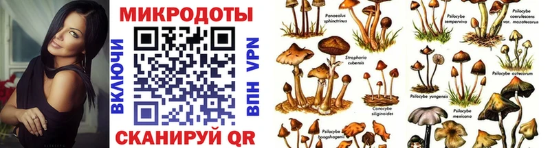 Галлюциногенные грибы Psilocybe  даркнет сайт  Буйнакск 
